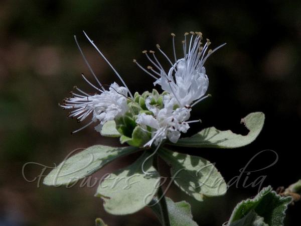 South Indian Symphorema